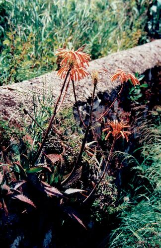 Aloe maculata