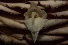 Zingiber pachysiphon