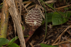 Zingiber pachysiphon