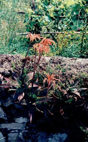 Aloe maculata