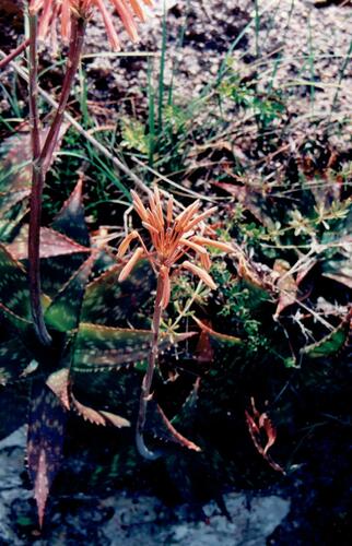 Aloe maculata