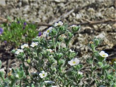 Cryptantha gypsites