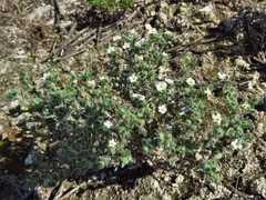 Cryptantha gypsites