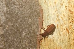 Platisus angusticollis