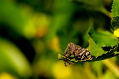 Orthorhinus