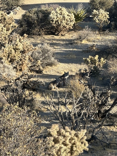Bailey's Bobcat