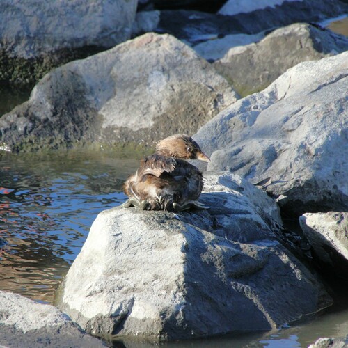 iNaturalist observation photo of Pied-billed Grebe