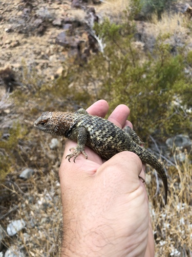 iNaturalist observation photo of Desert Spiny Lizard