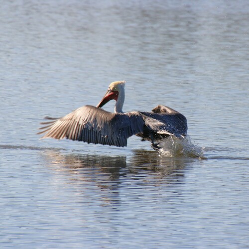 iNaturalist observation photo of Brown Pelican