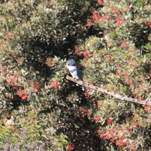 iNaturalist observation photo of Belted Kingfisher