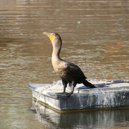 iNaturalist observation photo of Double-crested Cormorant