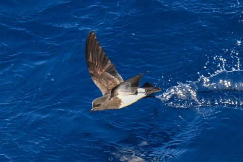 Paíño ventrinegro (Fregetta tropica)