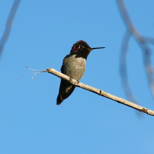 iNaturalist observation photo of Anna's Hummingbird