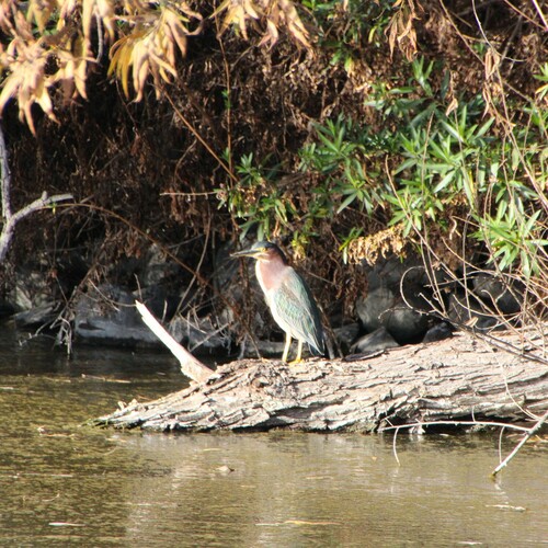 iNaturalist observation photo of Green Heron