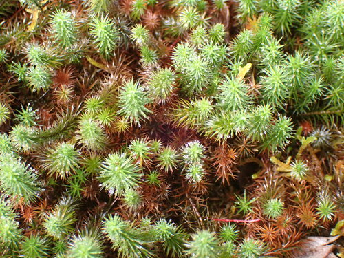 Polytrichum commune observed 2024-12-14