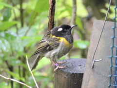 Stitchbird photo 5