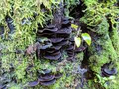 Hymenochaete microcycla