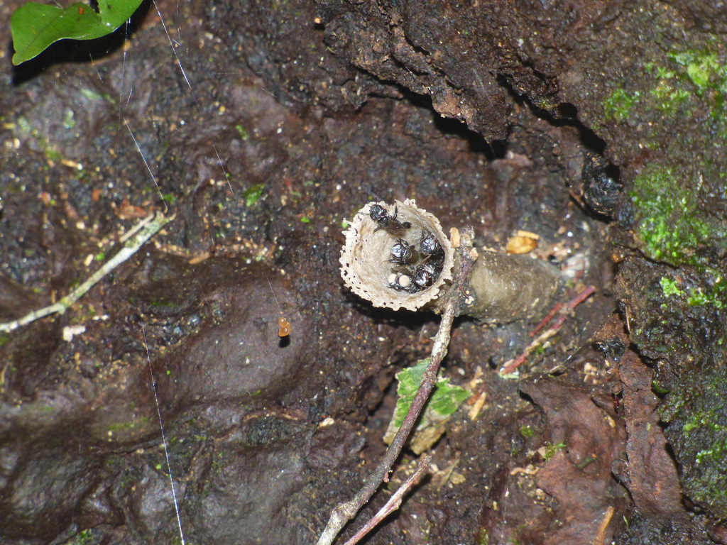 Scaura atlantica