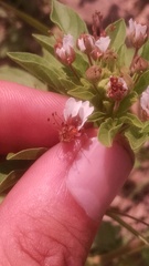 Polanisia dodecandra dodecandra