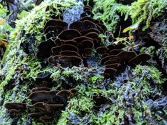 Hymenochaete microcycla