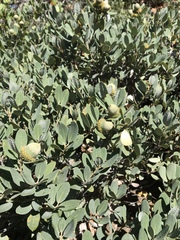 Notholithocarpus densiflorus echinoides