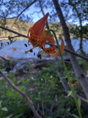 Lilium pardalinum shastense