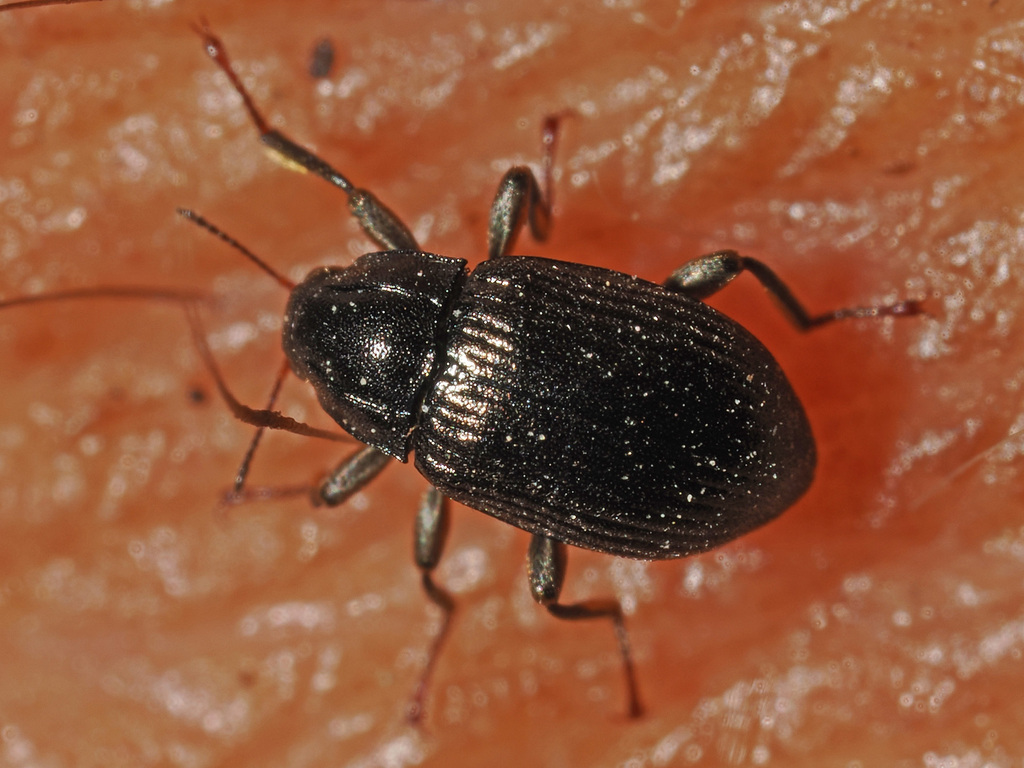 Limnius opacus