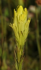 Castilleja cusickii