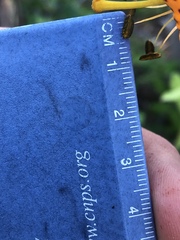 Lilium pardalinum shastense