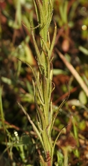 Castilleja cusickii