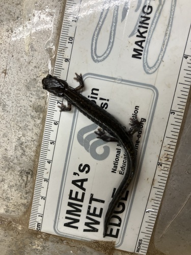 Dunn's Salamander, Plethodon dunni