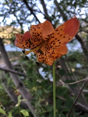 Lilium pardalinum shastense