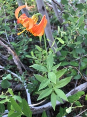 Lilium pardalinum shastense