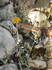 Eriophyllum lanatum integrifolium