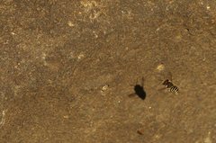 Pseudoanthidium repetitum