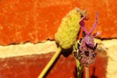 Pseudoanthidium repetitum