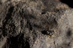 Pseudoanthidium repetitum