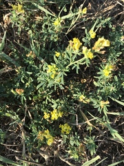 Medicago falcata