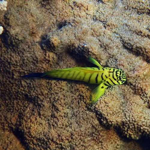 Chestnut blenny (Cirripectes castaneus) — Blenniidae