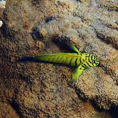 タテガミカエルウオ