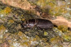 Nigidius sinicus