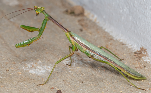 Cardioptera brachyptera