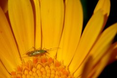 Nesidiocoris tenuis