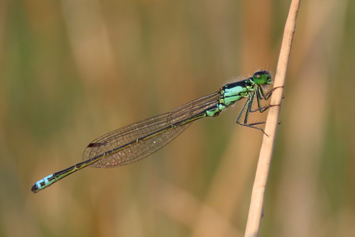 Plains Forktail