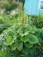 Ligularia stenocephala