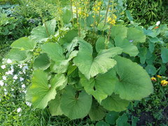 Ligularia stenocephala