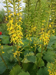 Ligularia stenocephala