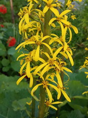 Ligularia stenocephala