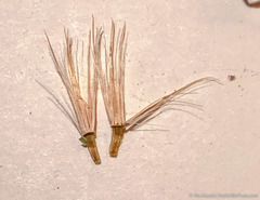 Chaetadelpha wheeleri