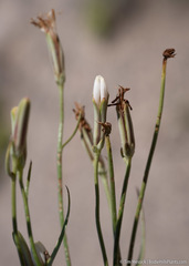 Chaetadelpha wheeleri